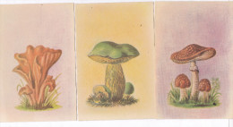 Champignons Lot De 3 Cartes Amanita Rubescens  Boletus Luridus  Tremiscus Helvelloides  TBE - Mushrooms