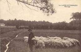 A16-2255 :  LA LANDE PITTORESQUE  PATURAGE MOUTONS  EDITION ROGER SOURGEN DAX - Castets