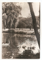 Belgique - Luxembourg - Marche En Famenne Une Vue Du Parc De L'hotel De La Cloche Cygnes étang D'en Haut - Marche-en-Famenne