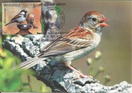 Maxim Card, Pictorial Cancellation On World Environment Day, Save The Sparrow Compaign, Bird, - Passeri