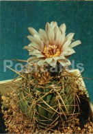 Gymnocalycium Cardenasianum - Cactus - Flowers - 1984 - Russia USSR - Unused - Sukkulenten