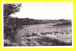 * Bonlez (Chaumont Gistoux - Waals Brabant) * (Nels, Edition Rogge) Vue Vers Gistoux, Prise Du Chemin Reliant, Rare - Chaumont-Gistoux