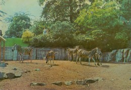 BELGIË / BELGIQUE:ZOO – Antwerpen/ Anvers/ Antwerp: Chapman Zebra / Zèbre De Chapman / Equus Burchelli Chapmanni Layard. - Zèbres