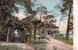 Arbor And Road Scene Ormond Florida - Daytona