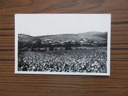 Chénas ( Rhône )         Beaujolais             Vue Générale - Chenas