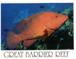 (300) Australia - QLD - Coral Cod Fish - Great Barrier Reef