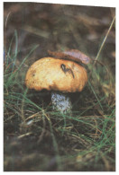 (137) Mushrooms - Champignon - Mushrooms