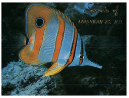 (401) Australia - QLD - Lindeman Island Coral Fish - Mackay / Whitsundays
