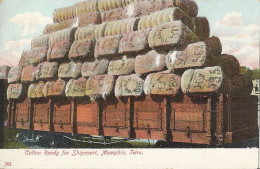 Memphis Cotton Ready Fir Shipment - Memphis