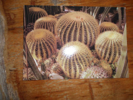 Echinocactus Grusonli - Sukkulenten