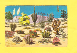 Postcard - Cactusses   (V 28256) - Cactusses