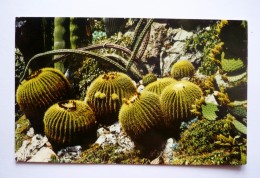 PRINCIPAUTE DE MONACO  - Jardin Exotique  - CACTUS - Cactusses