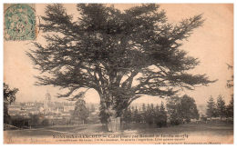 THEME - ARBRE - Montigny Lencoup - Le Cèdre -- - Arbres