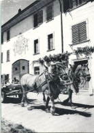 Neunkirch - Bauernhof Im Klettgau  (Hallauer Pferde)            Ca. 1960 - Hallau