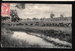 Cpa D'australie  Queensland  - Mob Ofhereford Cons At Braeside - Queensland   ODB09 - Autres & Non Classés