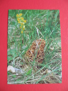 MORILLE BLONDE.DE LA VENOGE - Mushrooms