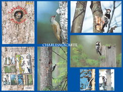 FINLAND 2002  BIRDS WOODPECKERS  UNUSED  6 POSTCARDS IN SPECIAL FOLDER - Postal Stationery