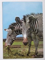 Zebras Polish Postcard - Zèbres