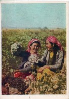 Tadjiskistan. Recolte Du Raisin - Tajikistan
