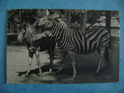 CP ANIMAUX -ZOO DE VINCENNES - N°402 ZEBRE DE CHAPMAN ET SON PETIT - ECRITE EN 1953 - Zèbres