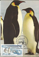 India 2009 , Penguins, Preserve The Polar Regions And Glaciers, Maximum Card - Behoud Van De Poolgebieden En Gletsjers