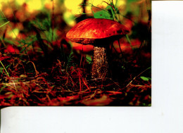 (125) Mushroom - Champignon - Mushrooms