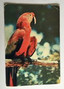 Publicité BIDENDUM Perroquet Typique Des îles Vierges - Britse Maagdeneilanden