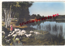 87 - NANTIAT - PAYSAGE SUR L' ETANG DES VERGNES - BERGERE ET SES MOUTONS - Nantiat