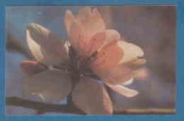 213891 / Flowers Fleurs Blumen - Tree Blossomed   - Photo IV. HADJIEV , Bulgaria Bulgarie Bulgarien Bulgarije - Árboles