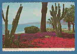 214005 / 1966 - 21 C. AIR MAIL , Santa Monica, CA Palisades Park  Cactus Cactaceae Kakteengewächse - United States USA - Sukkulenten