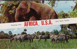 Alabama Boca Raton Greetings From Africa U S A With Elephant & Zebras - Zèbres