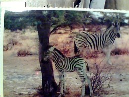 SUD AFRIKA  ZEBRA  SEBRA VB1980   FN3437 - Zèbres