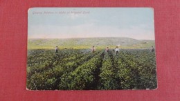 - Idaho> Irrigated Land  Growing Potatoes = Ref  2274 - Autres & Non Classés