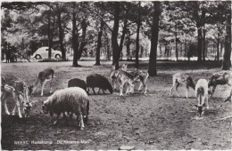 WEERT-HERTEKAMP-DE IJZEREN MAN-DIERENPARK-ZOO-VERZONDEN KAART-1965-ZEGEL VERDWENEN-ZIE 2 SCANS-RARE ! ! ! - Weert