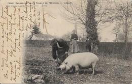 CPA Truffes Champignon Mushroom Cochon Pig Circulé Périgord - Hongos