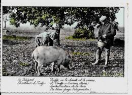 CPSM Truffes Champignon Mushroom Cochon Pig écrite Périgord - Hongos