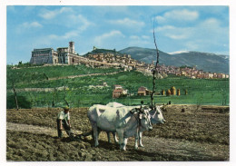 Italie--ASSISI--Paire De Boeufs Au Labour,Vue Générale Au Second Plan,cpsm 15 X 10 N° 71179 éd DACA - Sonstige & Ohne Zuordnung