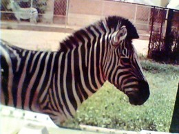 ZEBRA  PARK KENYA VB1988 FO4106 - Zèbres