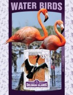 Solomon Islands. 2016 Water Birds. (123b) - Flamants