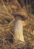 BV1789    MUSHROOM, GRASS, VEGETATION,   POSTCARD. - Paddestoelen