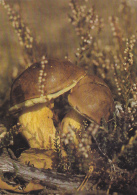 BV1781      MUSHROOMS, GRASSS, LEAFS,   POSTCARD. - Paddestoelen