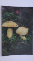 From MUSHROOMS Set  - Xerocomus -  Mushroom - Old Postcard - - Champignon 1990 - Paddestoelen