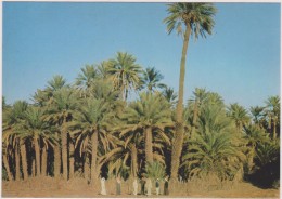 SAUDI ARABIA,ARABIE SAOUDITE,SAUDITA,ARAB EMIRATES,ASIR,QAL'AT BISHAH,PALMIER,OASIS,PLANTATION - Saoedi-Arabië