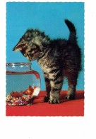 Carte Fantaisie - Chat Regarde Poisson Rouge Dans Bocal - Serie Chats Italcolor - Dressed Animals