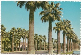 Palm-lined Central Avenue Adjacent To Phoenix Public Library, Arizona, Unused Postcard [18708] - Phoenix