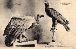 Album-Souvenir - Vues Détachables - Le Muséum - Oiseaux - N°6 - Vautour Fauve Aigle Royal Europe - L.L. - Museums