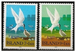 Islanda/Islande/Iceland: Sterna Artica E Pulcino, Sterne Arctique Et Poussin, Arctic Tern And Chick - Albatros