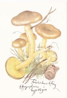 # BV 3199  MUSHROOM, HYGROPHORUS HYPOTHEJUS, CHAMPIGNON, POST CARD, POSTAL STATIONERY,  GERMANY - Mushrooms