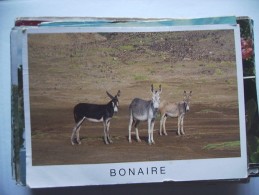 Bonaire With Donkeys - Bonaire
