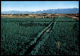 ÄLTERE POSTKARTE NAJRAN GREEN FIELDS SAUDI ARABIEN SAUDI ARABIA Landwirtschaft Agrar Ansichtskarte AK Cpa Postcard - Arabie Saoudite